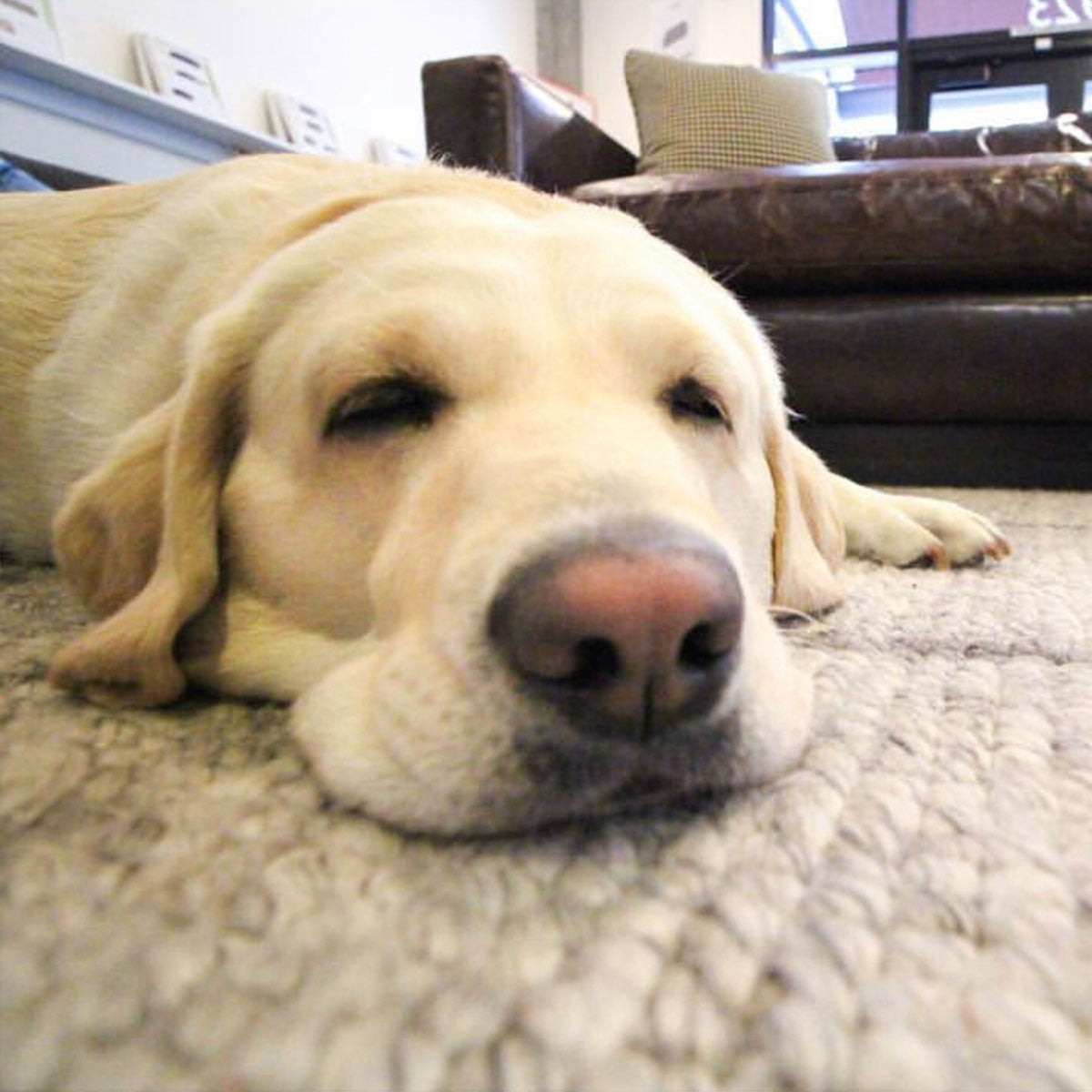 Portrait photo of Flavia the dog lying down snoozing, Resident Charmer of Perch Furniture
