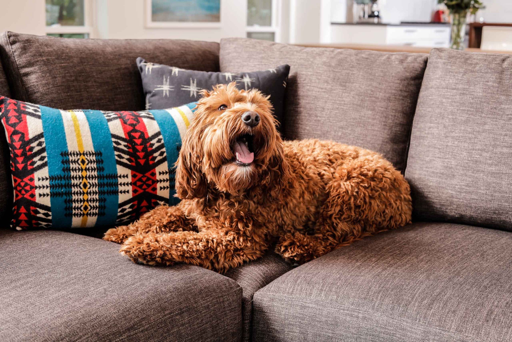 Happy dog laying on a grey couch next to some decor pillows.